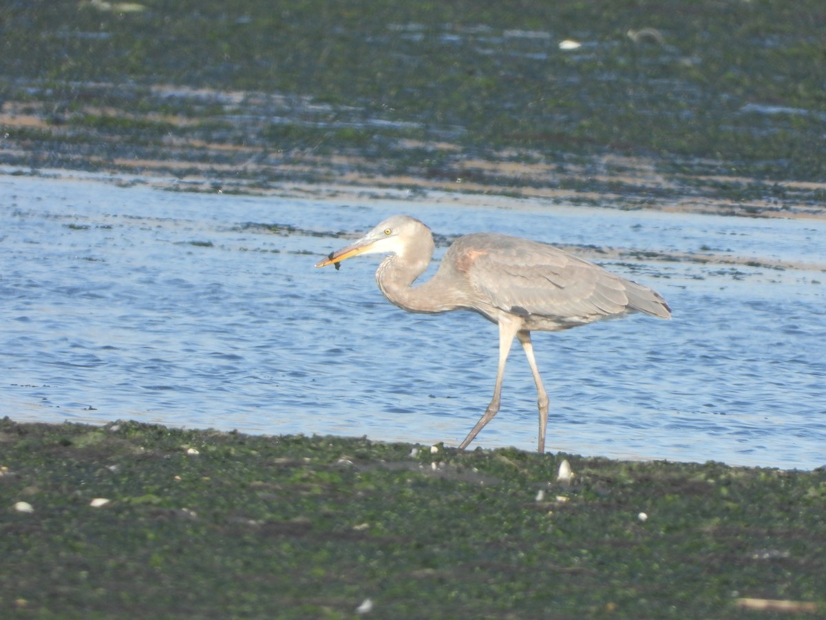 Garza Azulada - ML501570821