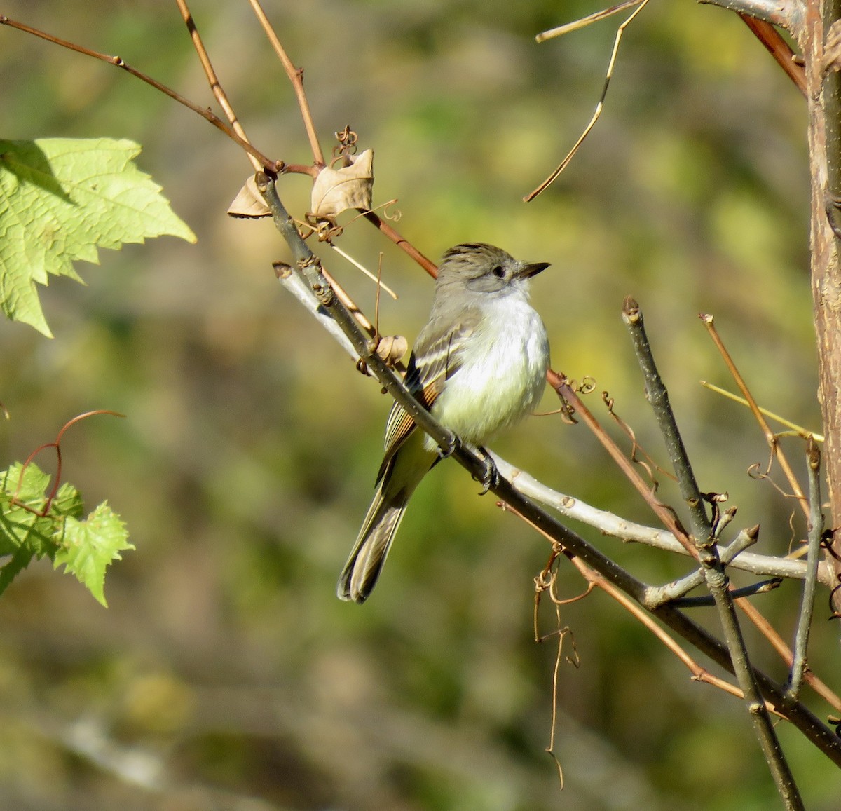 Ash-throated Flycatcher - Rich & Karen Kassouf