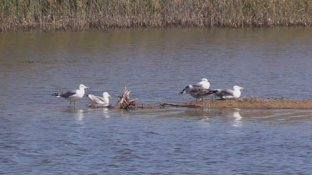 Yellow-legged Gull (atlantis) - ML501571711