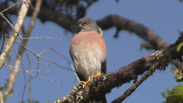 Small Sparrowhawk - ML501572691