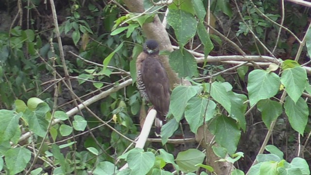 Sulawesi Serpent-Eagle - ML501573171