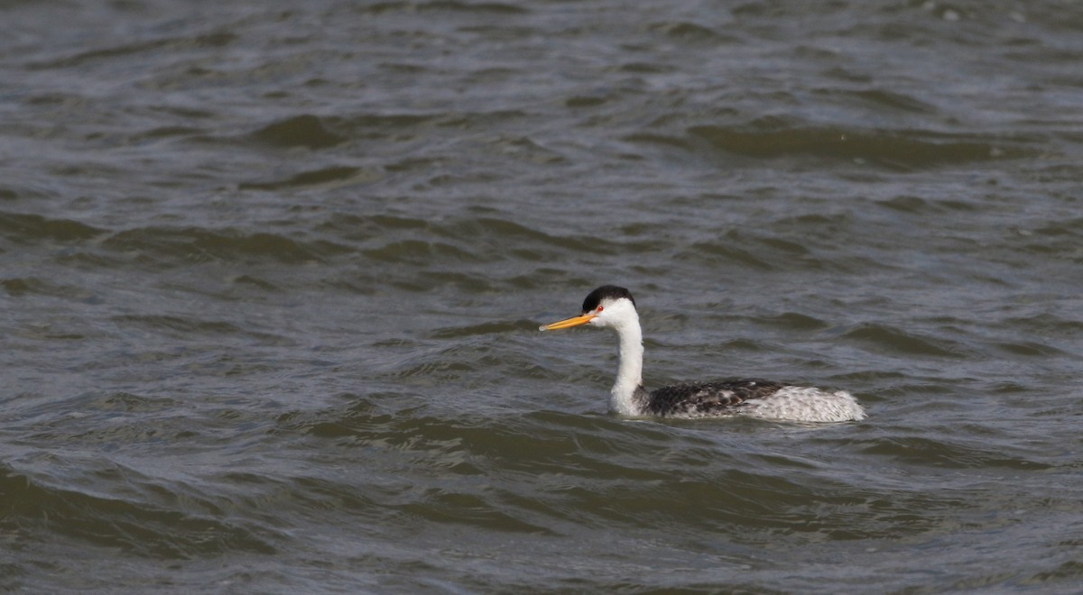 Clark's Grebe - Jay McGowan