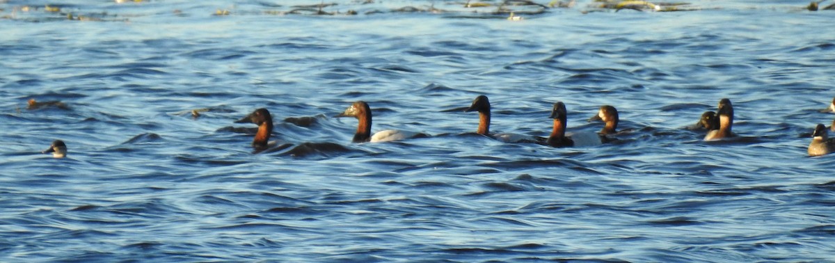 Canvasback - ML501574511