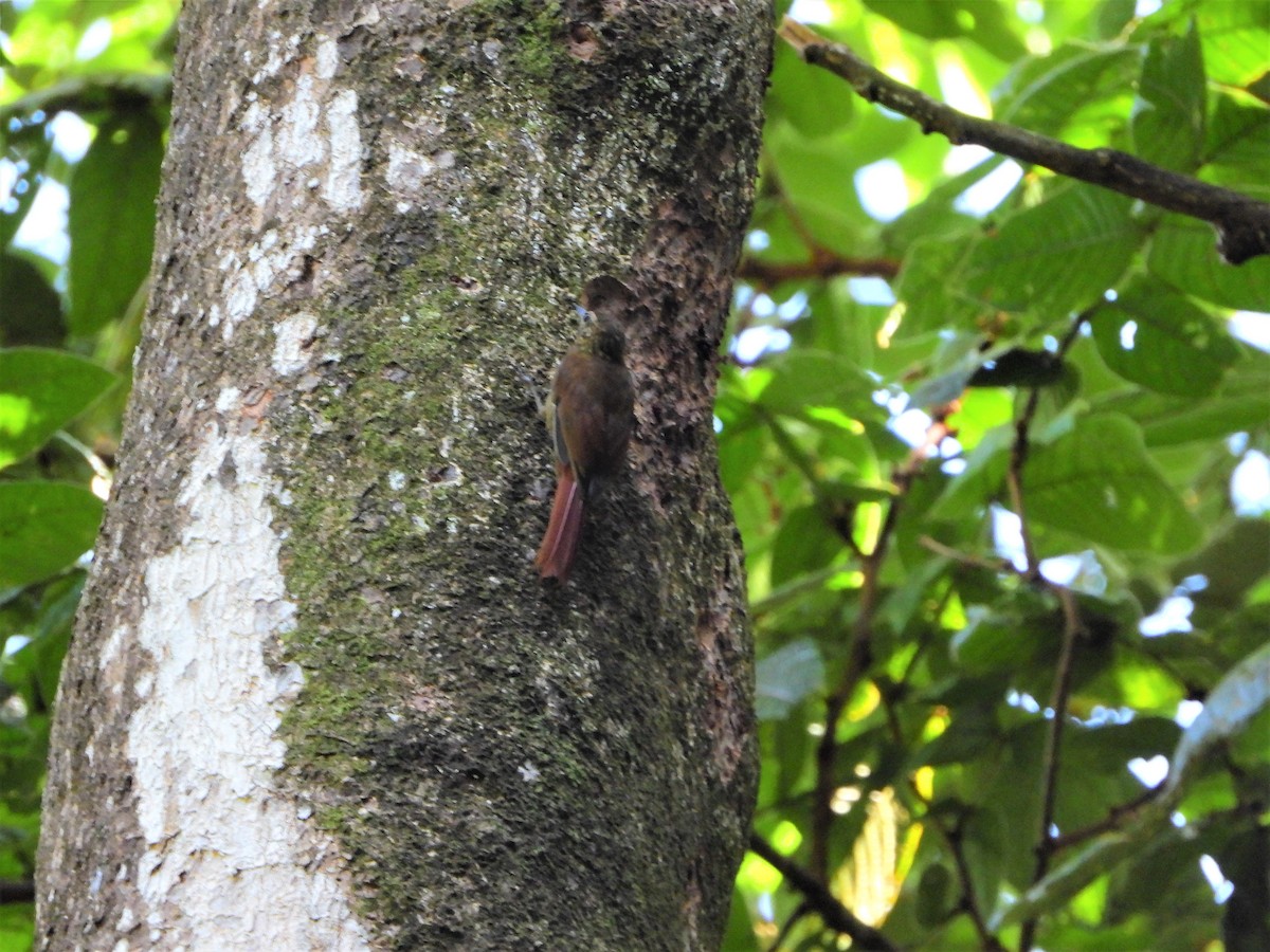 Wedge-billed Woodcreeper - ML501574681