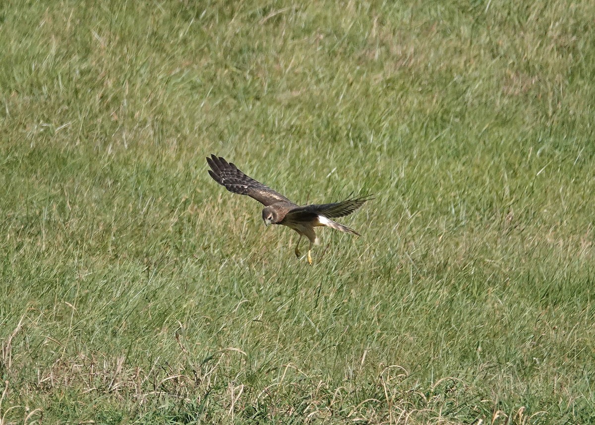 Northern Harrier - ML501575841