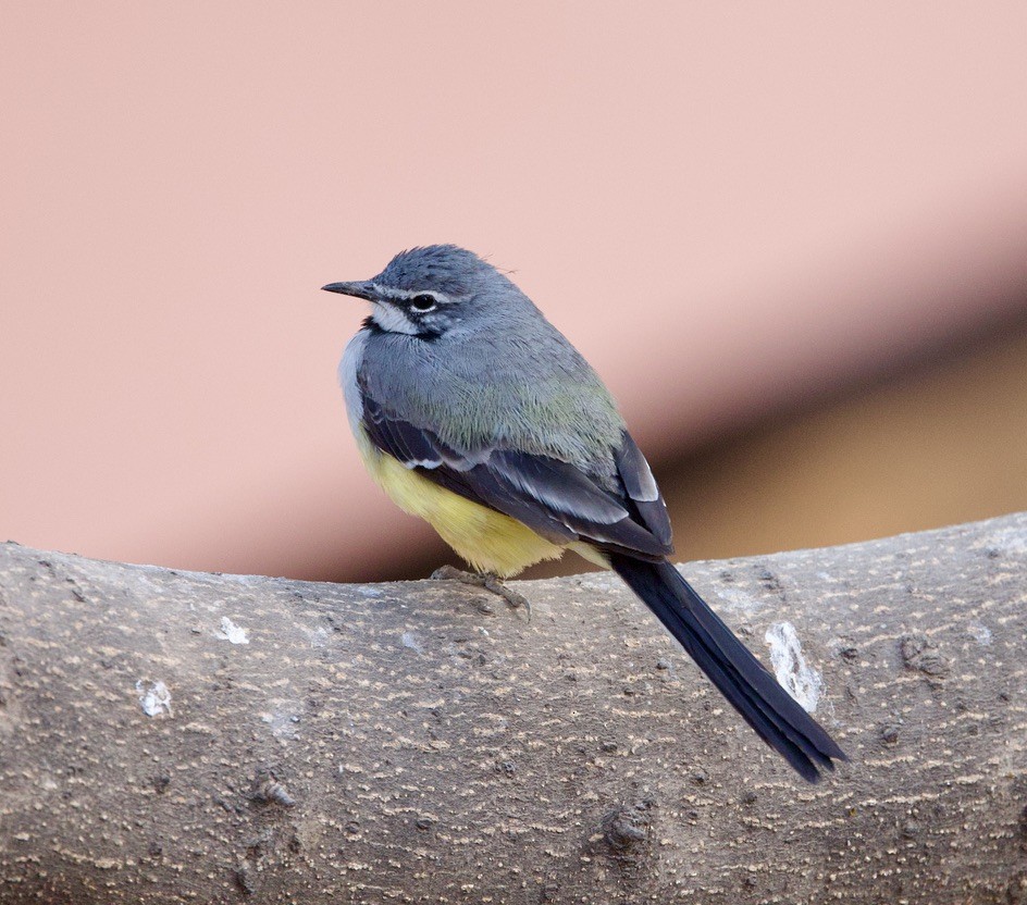 Madagascar Wagtail - ML501576111