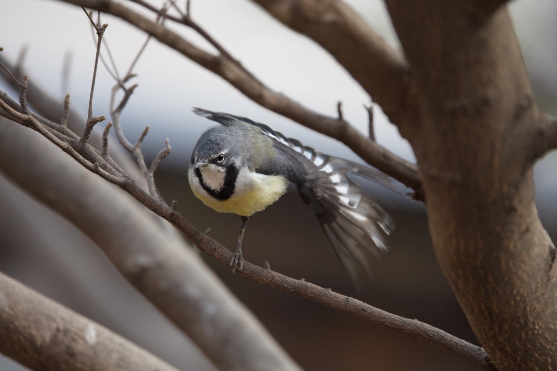 Madagascar Wagtail - ML501576261