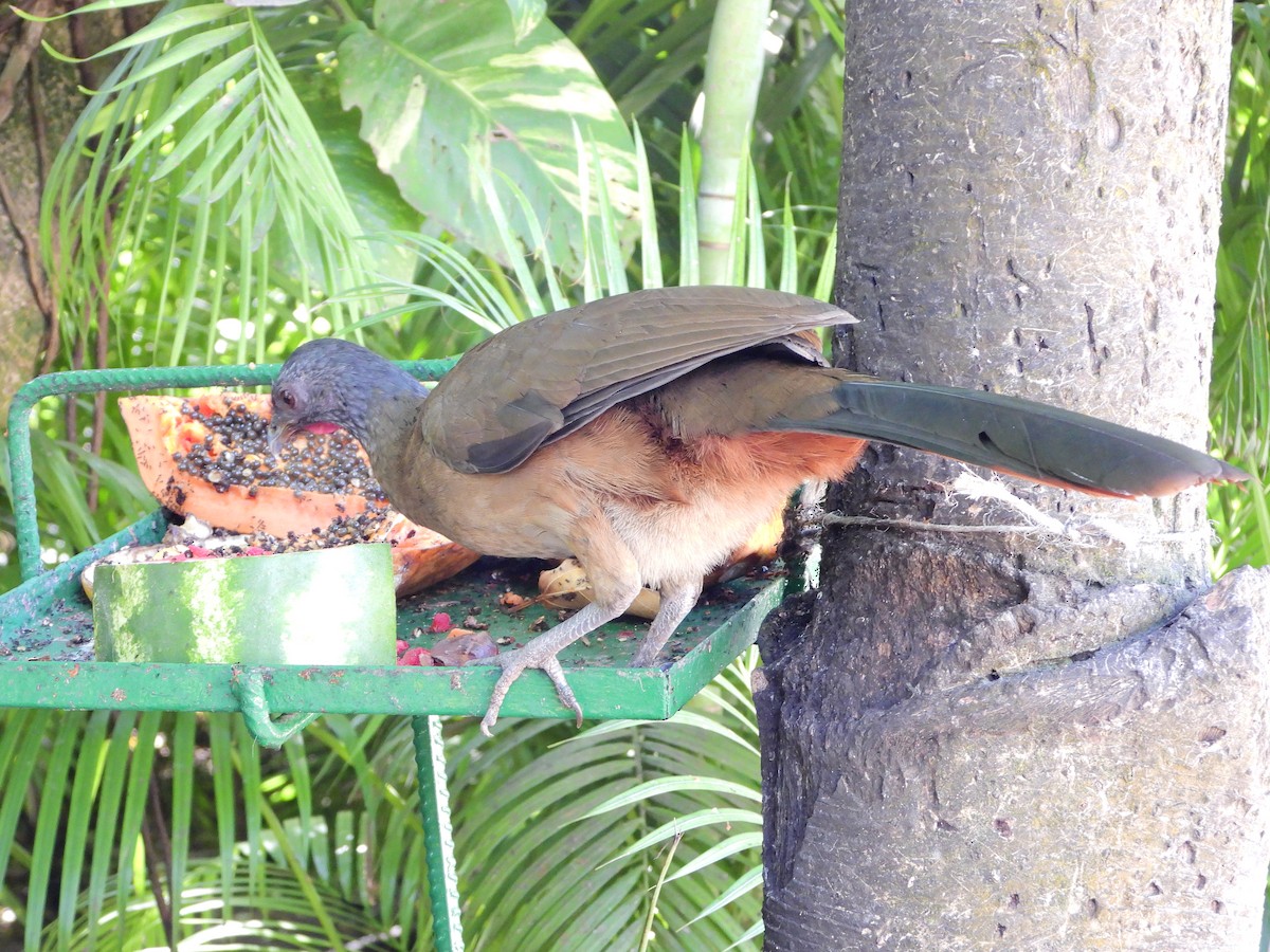 Chachalaca Culirroja - ML501577121