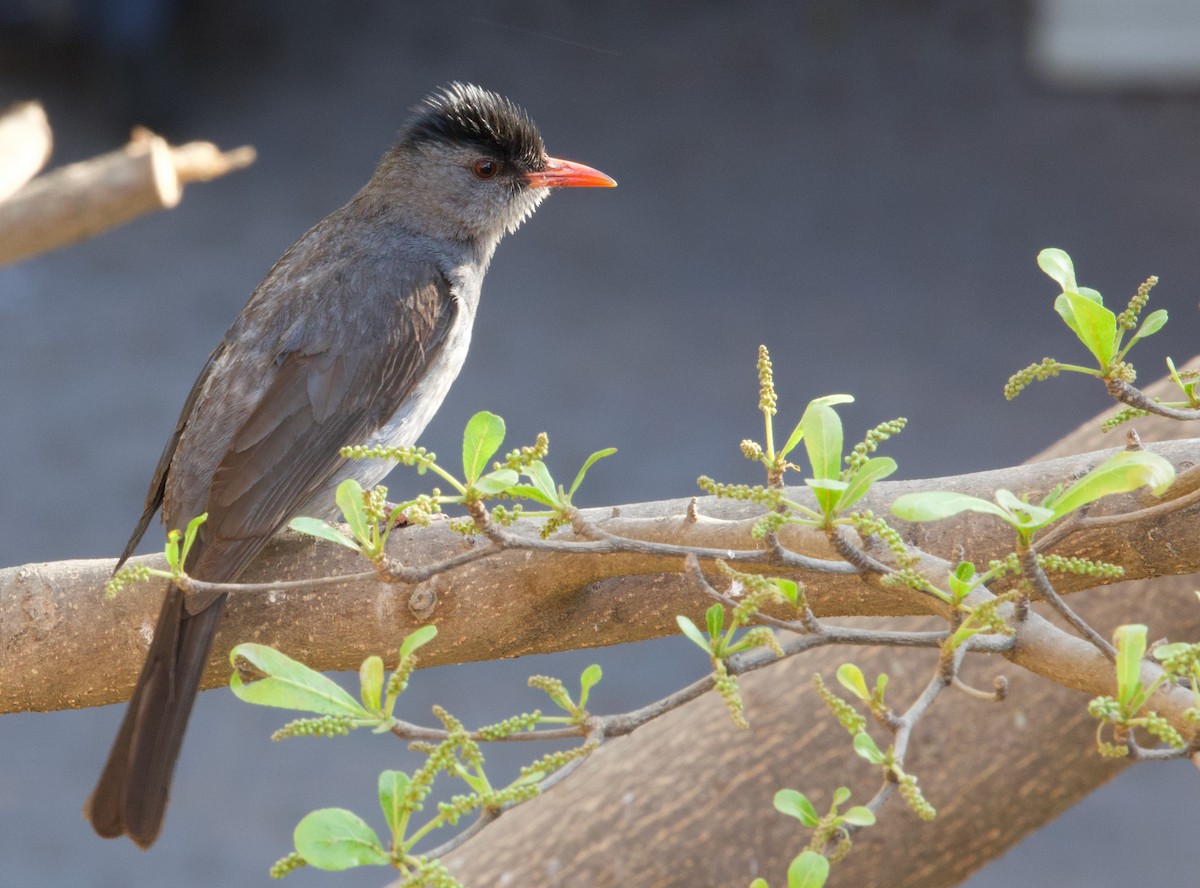 Malagasy Bulbul - ML501577221