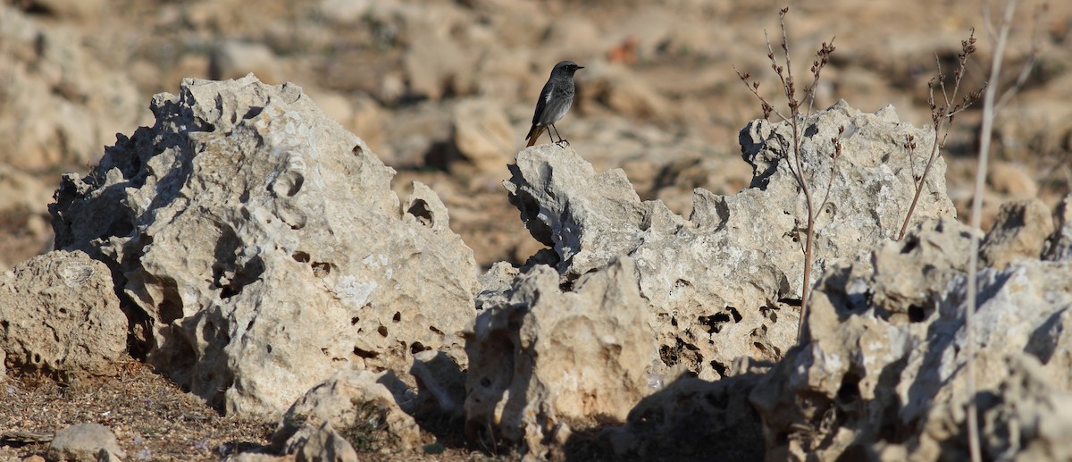 Black Redstart - ML501577231