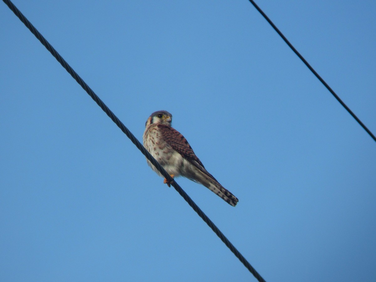 American Kestrel - ML501577511