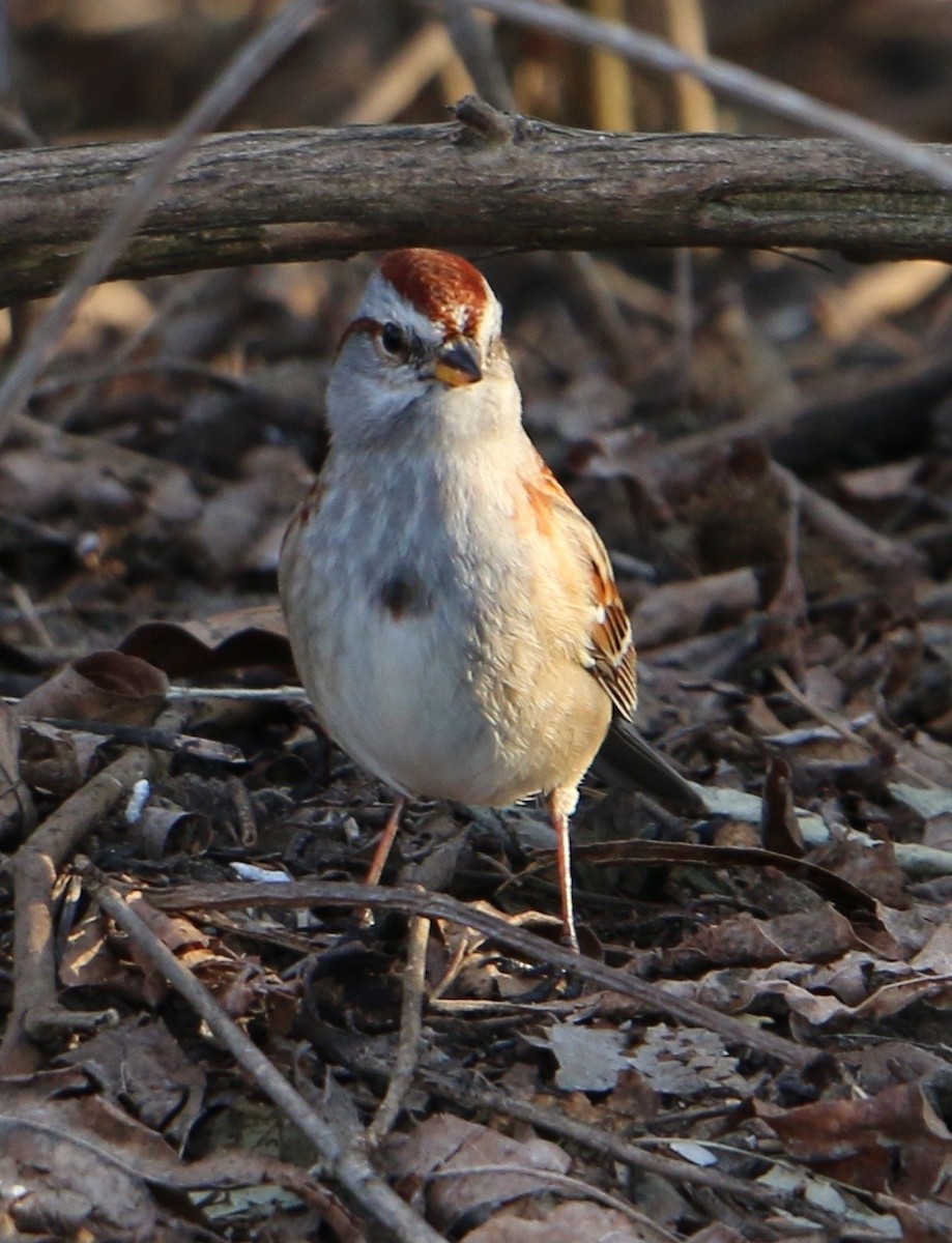 American Tree Sparrow - ML50157781