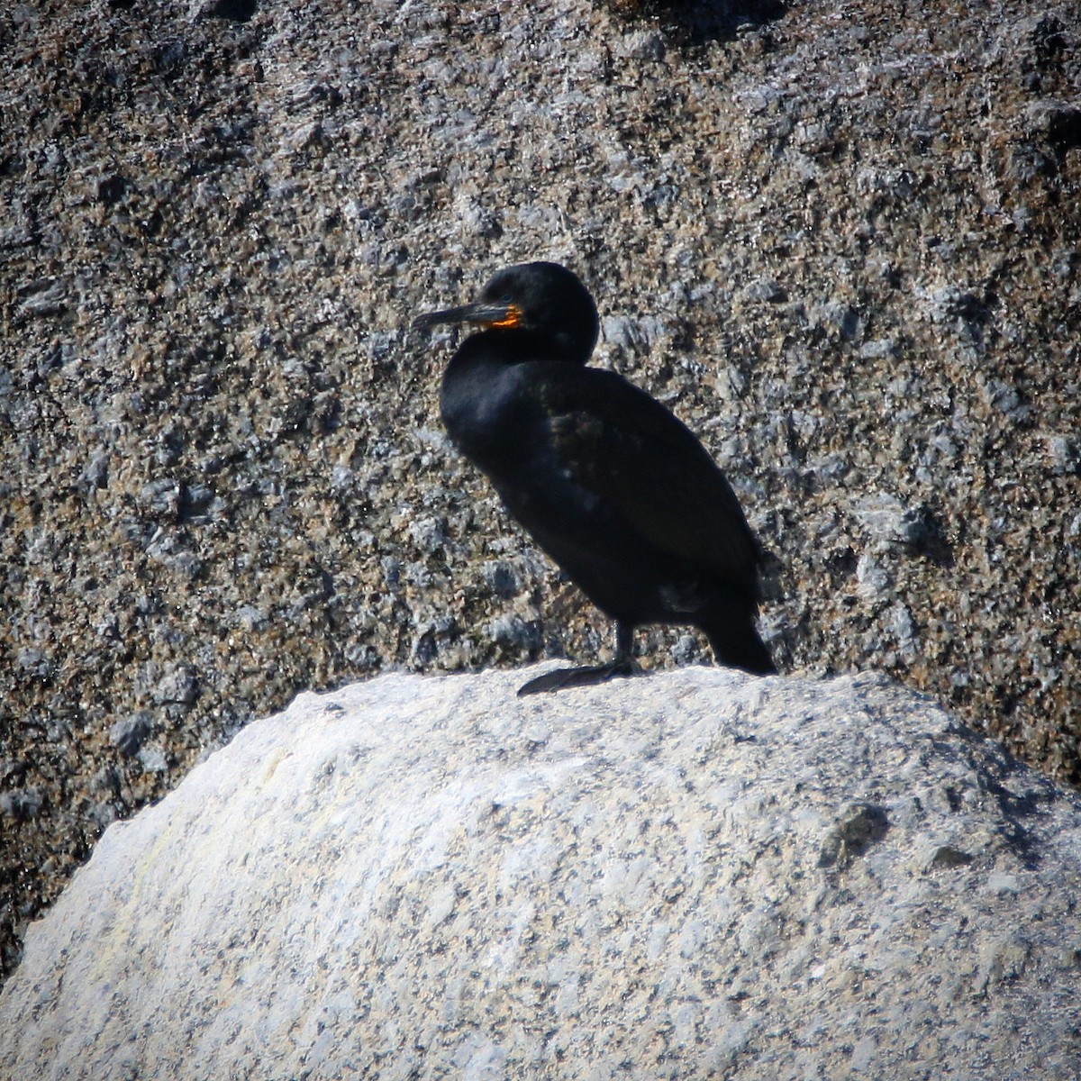 Cape Cormorant - ML501578151