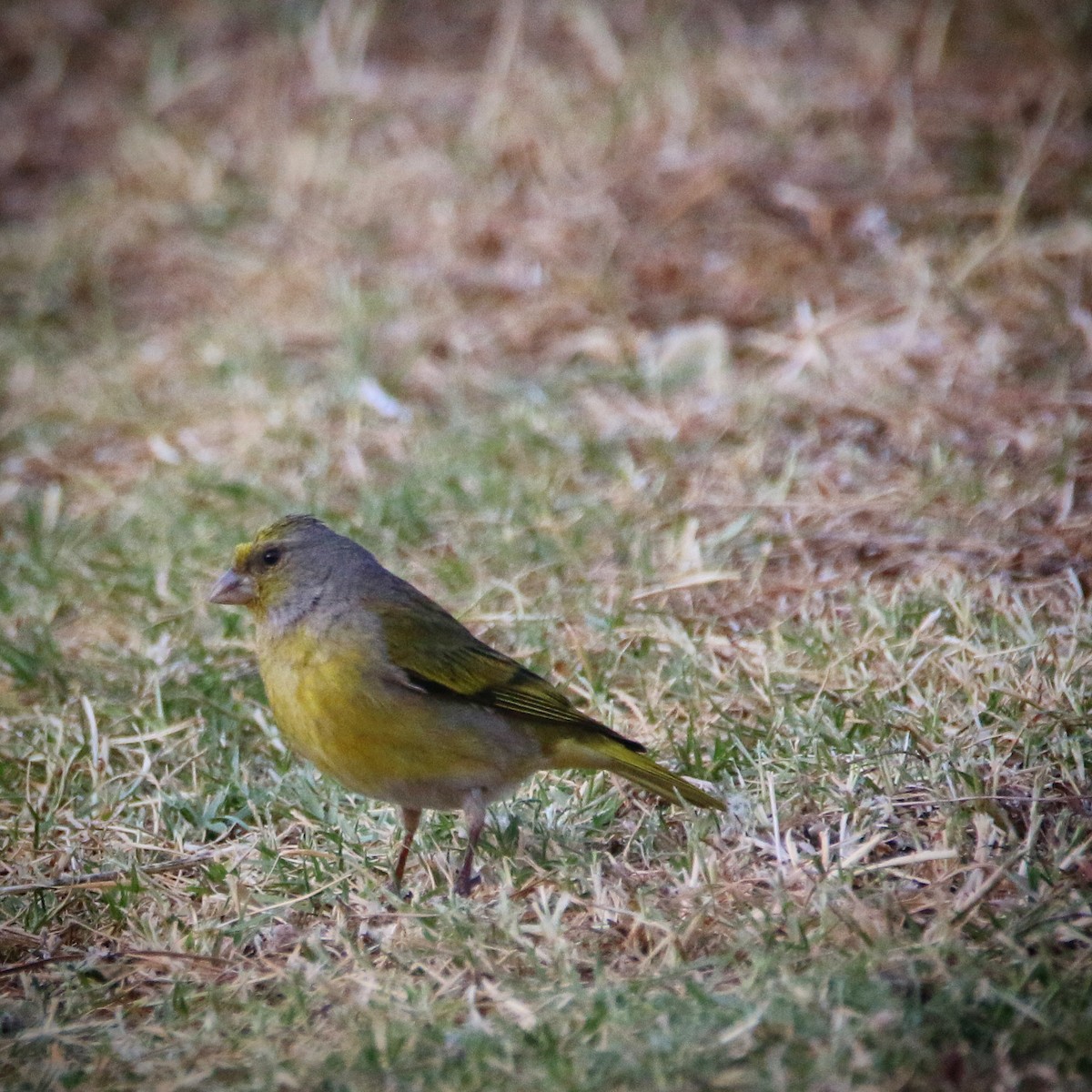 Cape Canary - ML501578931