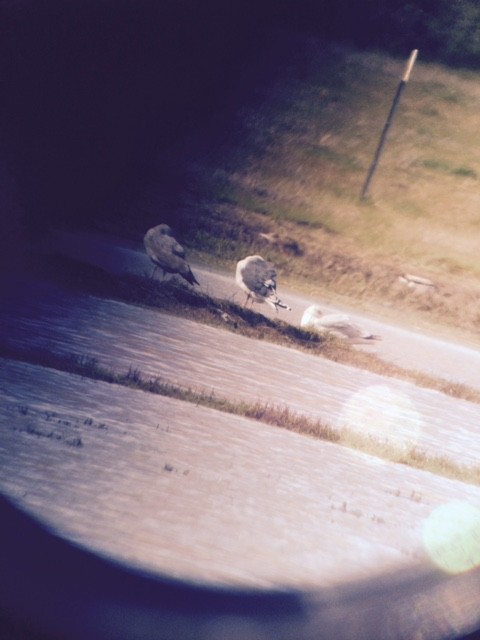 Slaty-backed Gull - ML50157911