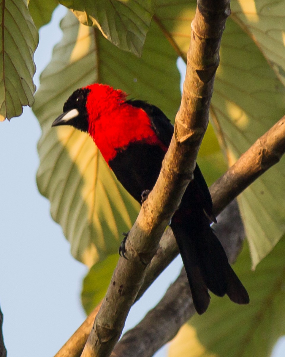 Masked Crimson Tanager - ML50157921