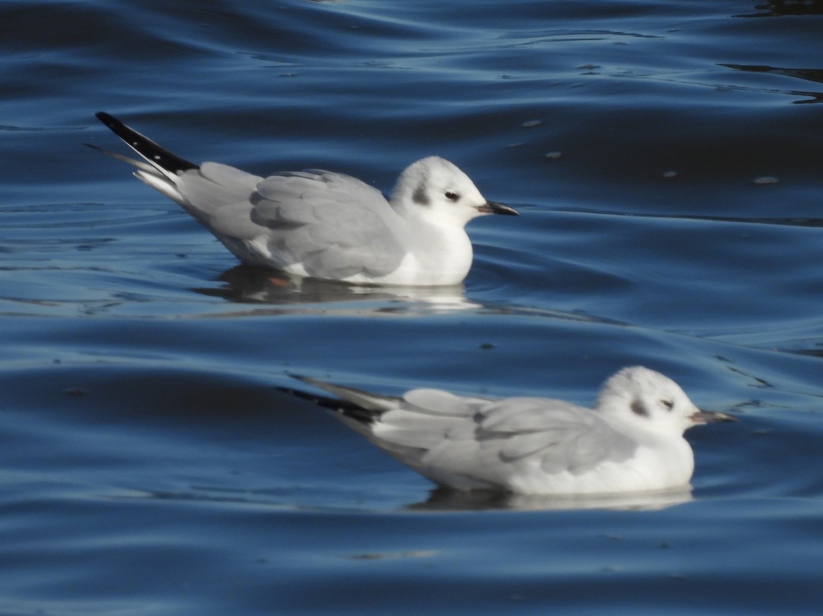 Bonaparte's Gull - ML501579951