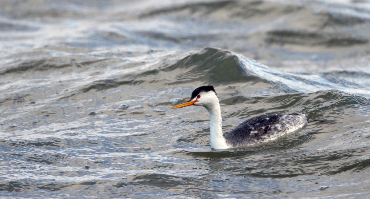 Clark's Grebe - ML50158001