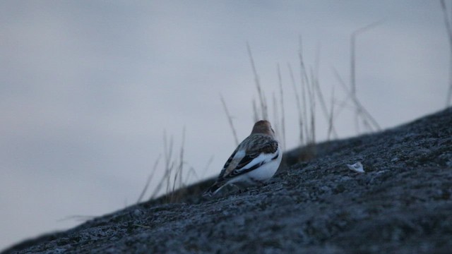 Snow Bunting - ML501580391