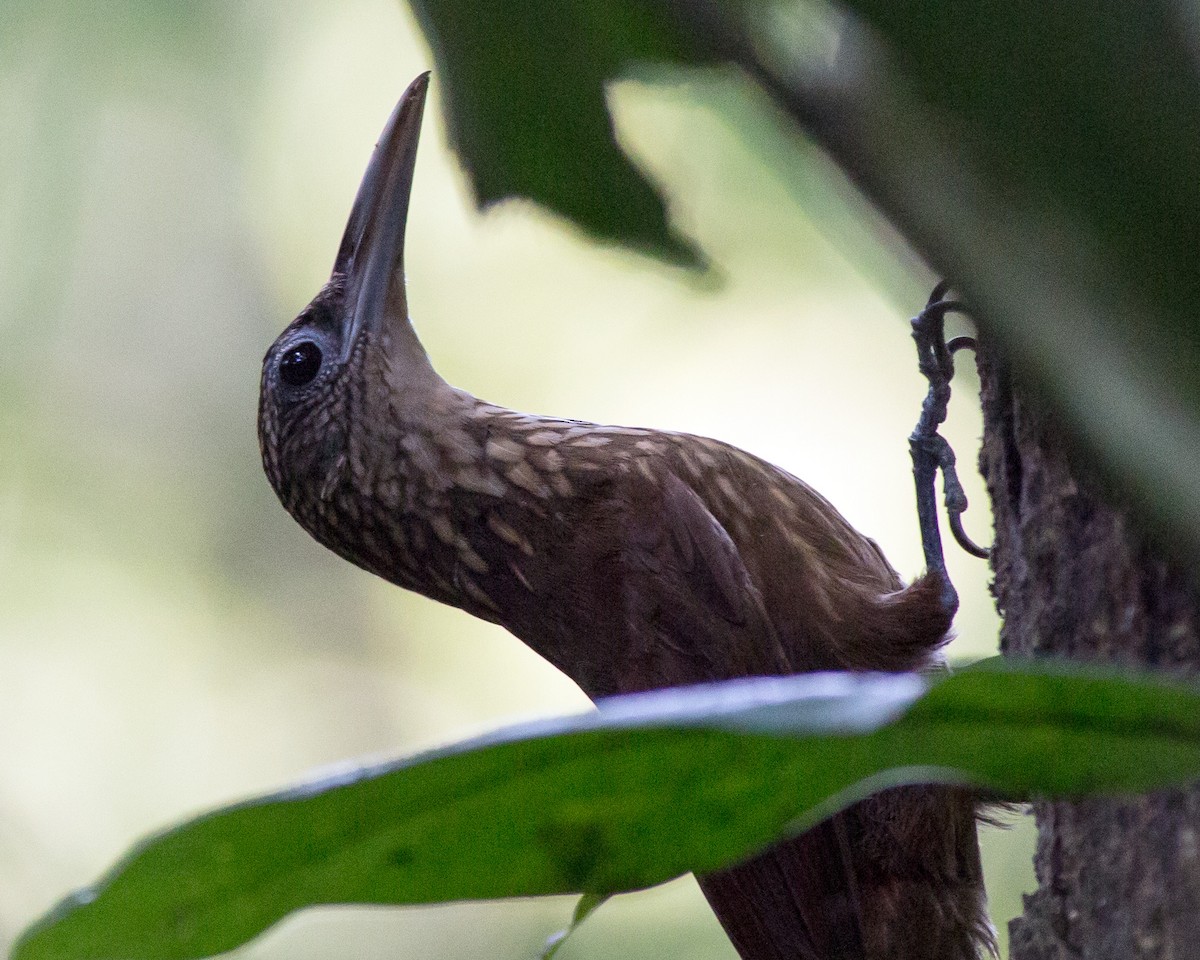 Buff-throated Woodcreeper - ML50158151