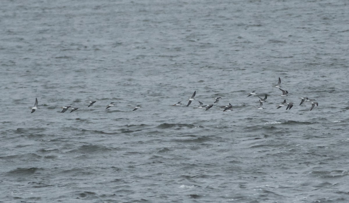 Greater Yellowlegs - ML501581541