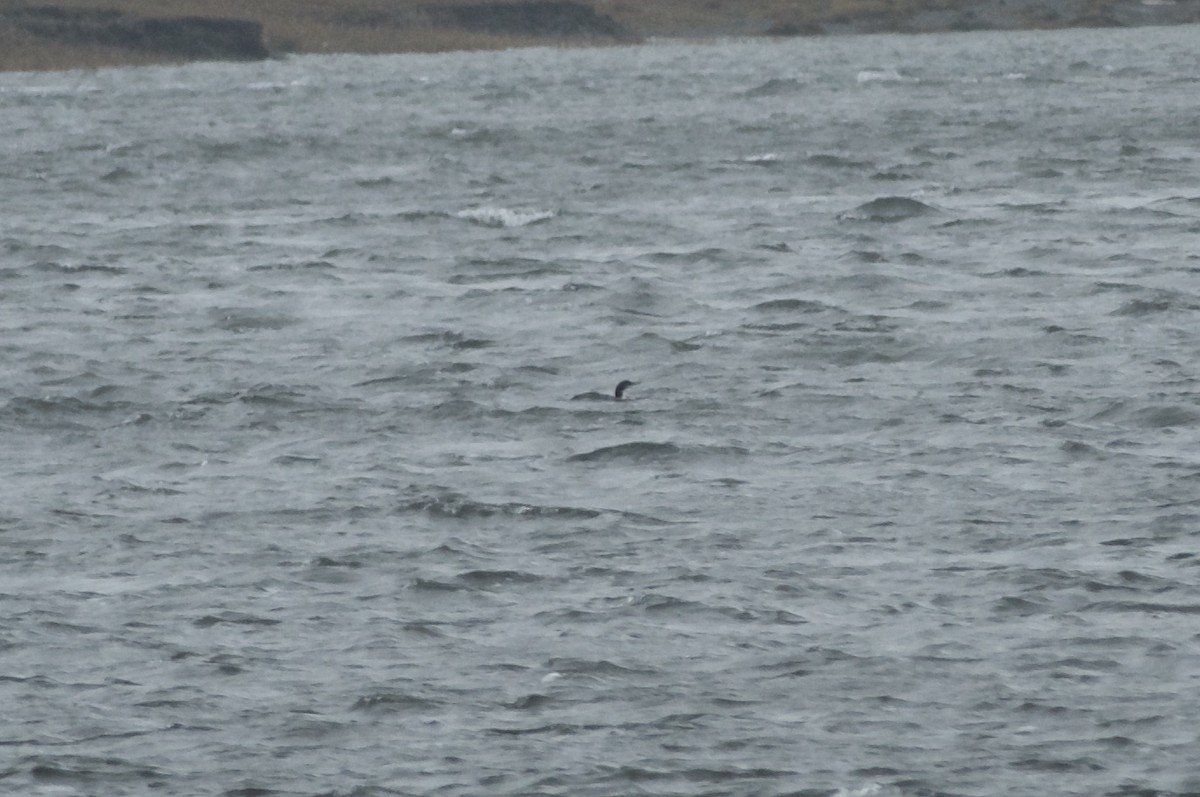 loon sp. - ML501581631