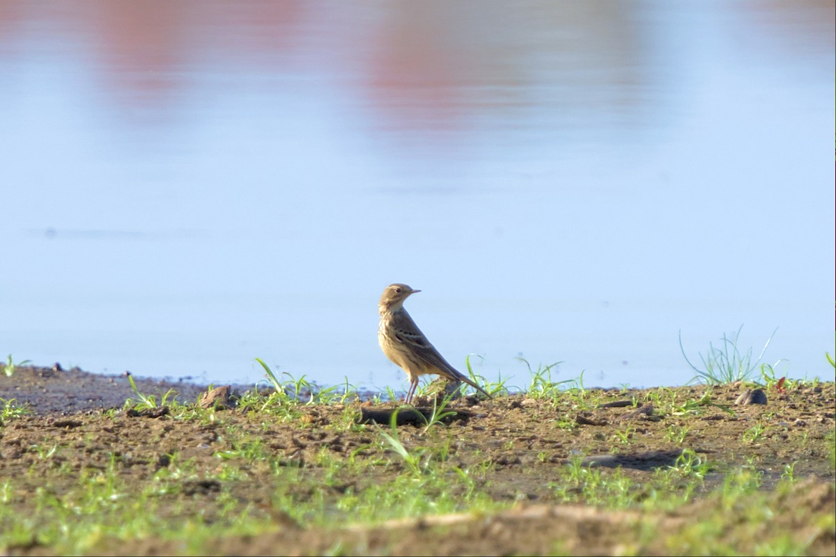 American Pipit - ML501582071