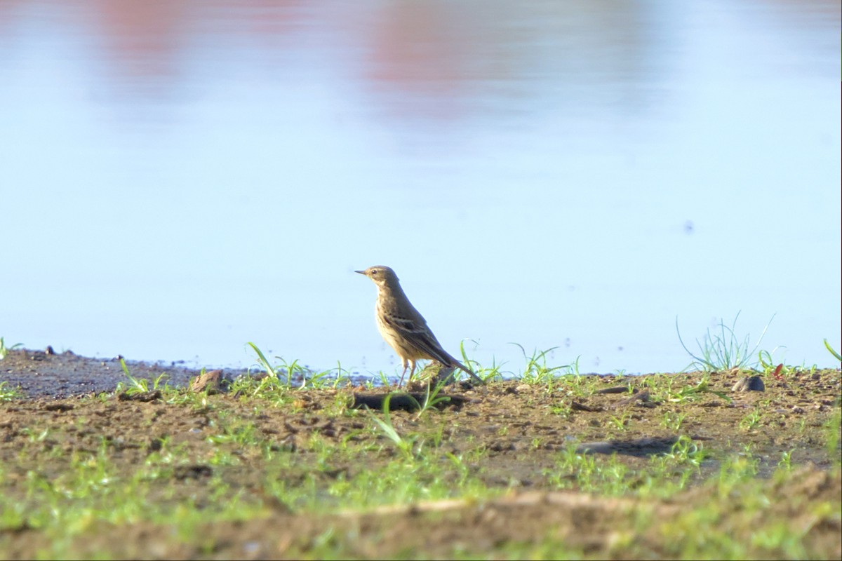 American Pipit - ML501582081
