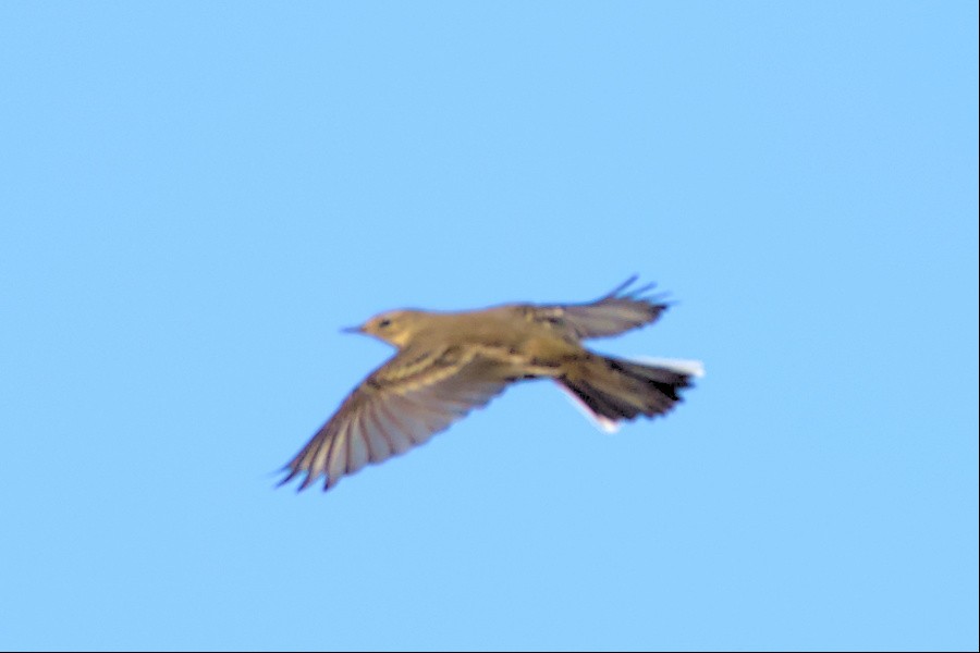 American Pipit - ML501582091