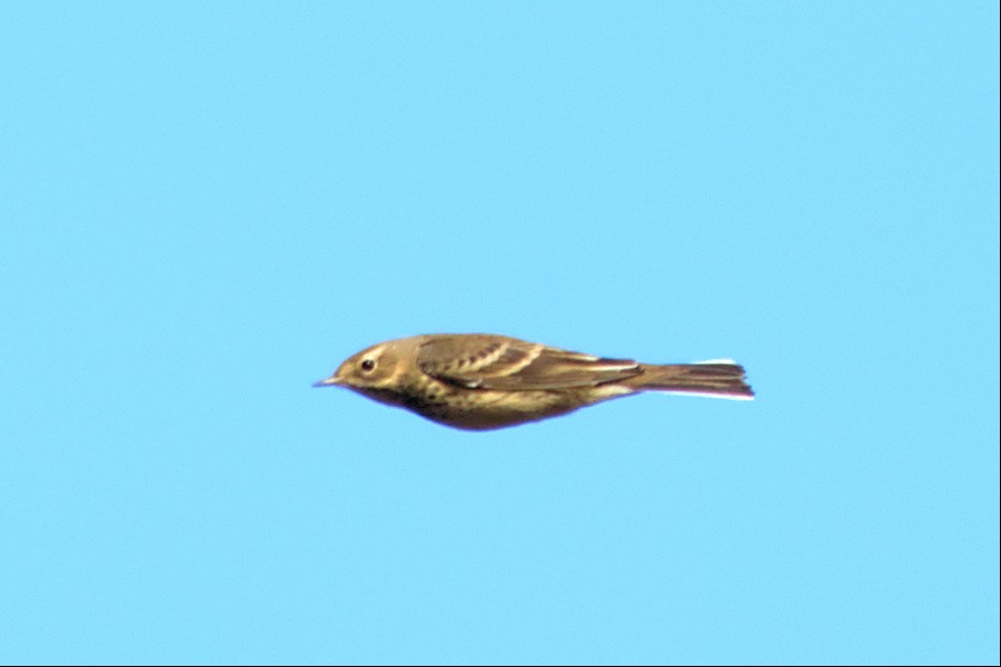 American Pipit - ML501582101