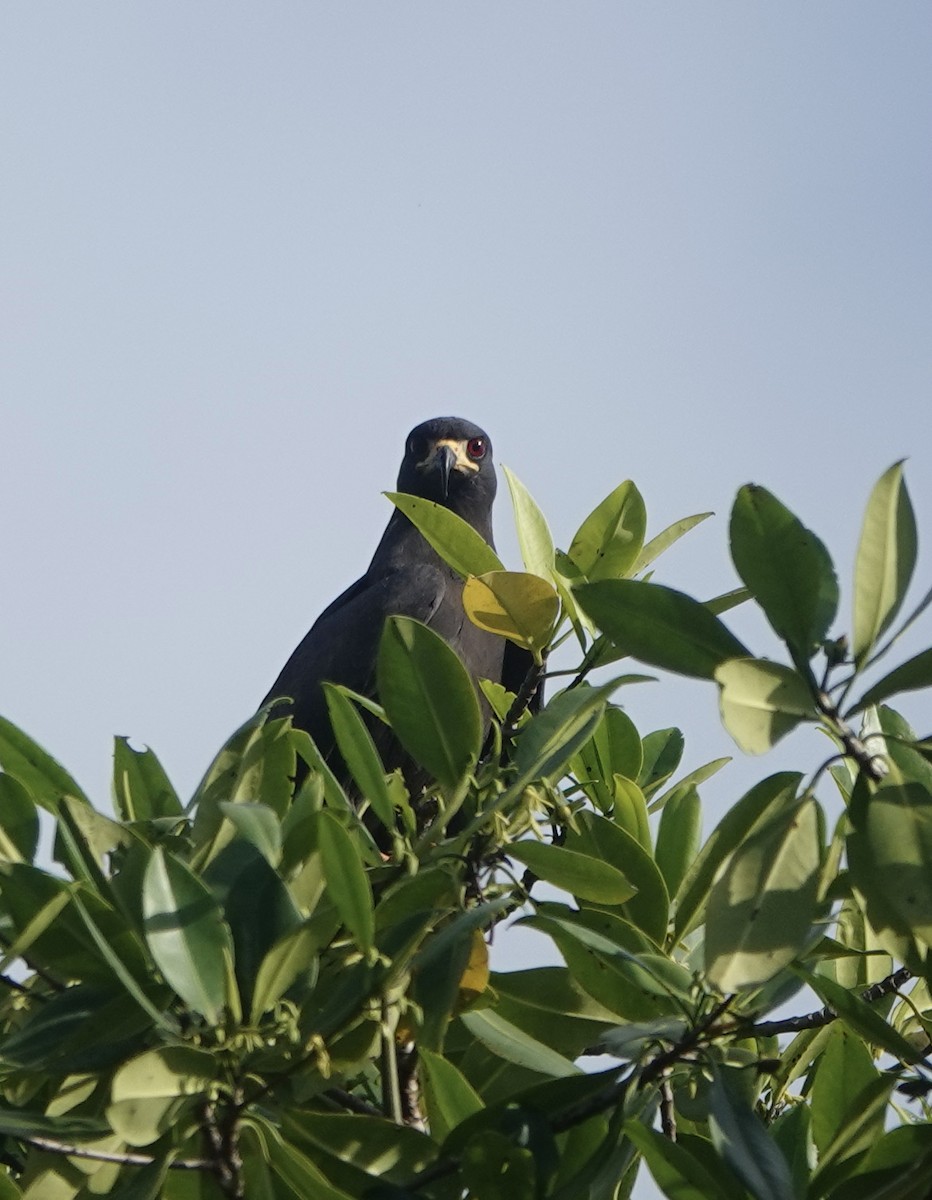 Schneckenbussard - ML501584151