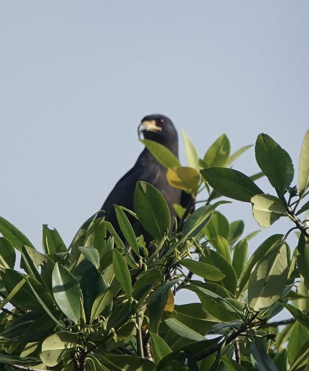 Snail Kite - ML501584171