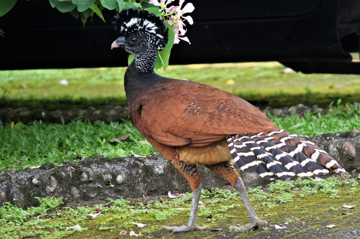 Great Curassow - ML501585111