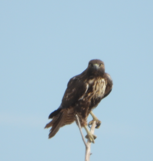 Red-tailed Hawk - ML501585871