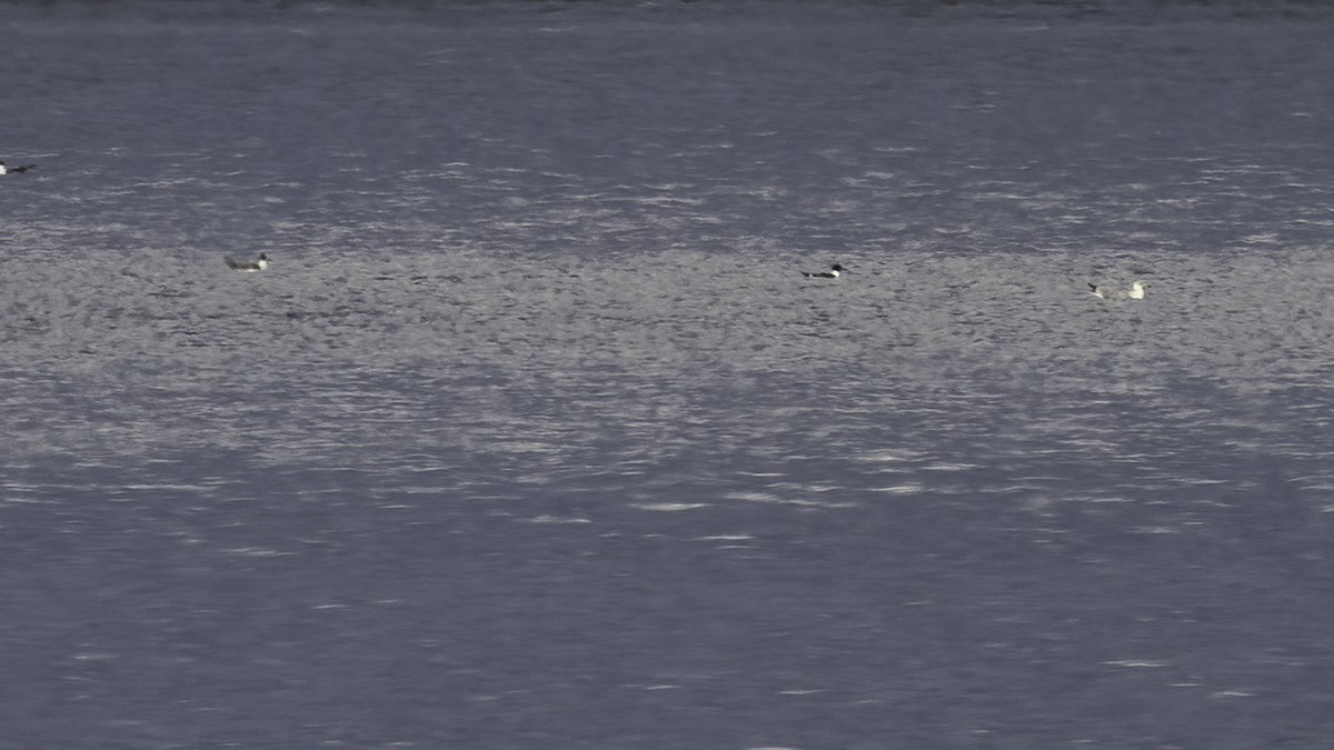 Franklin's Gull - ML501586081