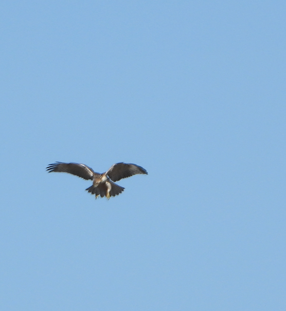 Rough-legged Hawk - ML501587061