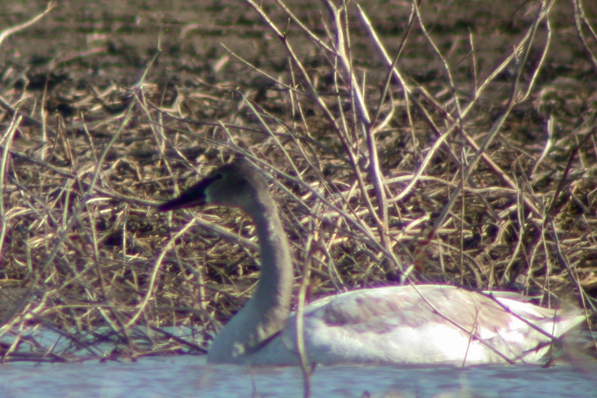 Trumpeter Swan - ML50158781