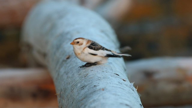 Snow Bunting - ML501587821