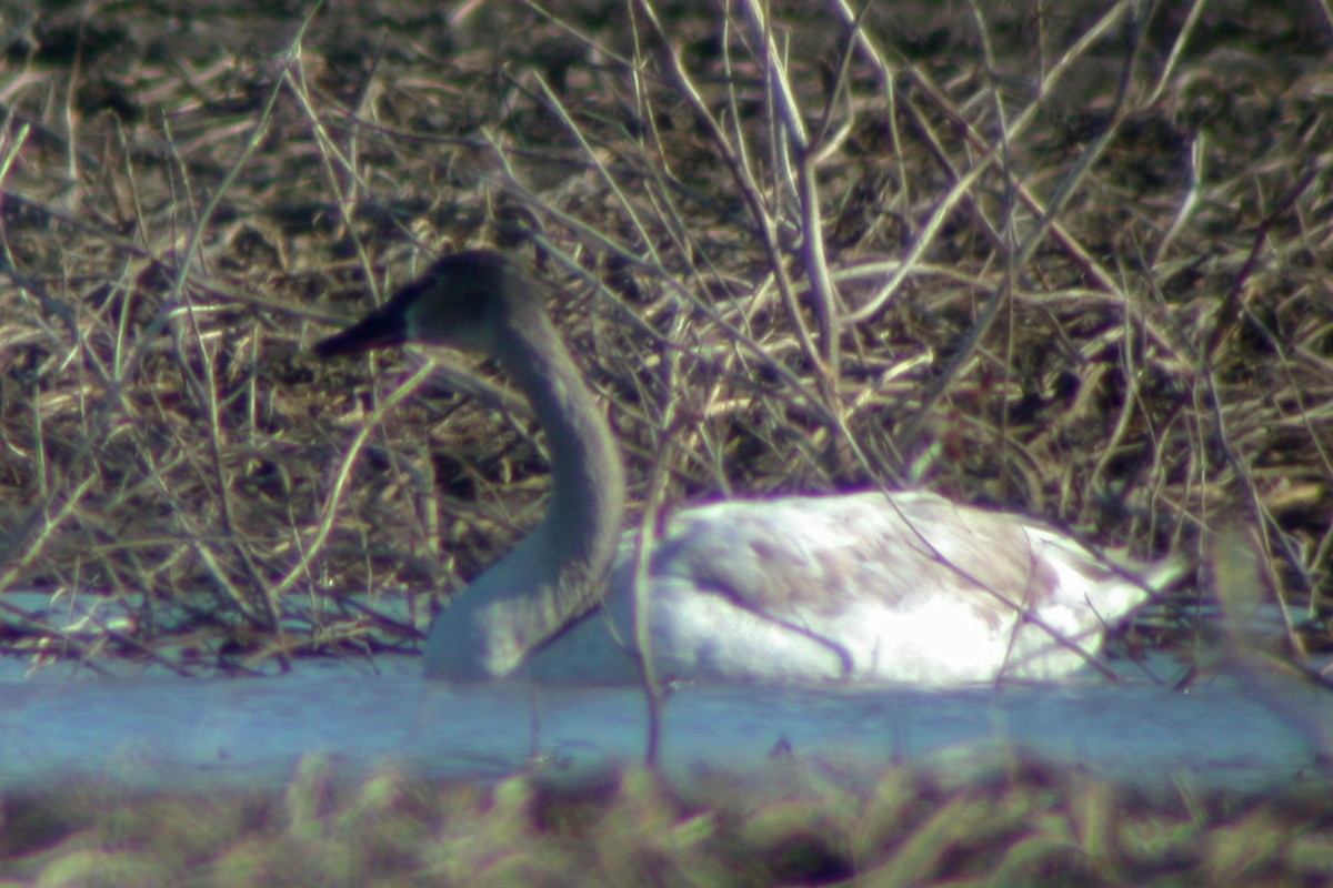 Trumpeter Swan - ML50158791