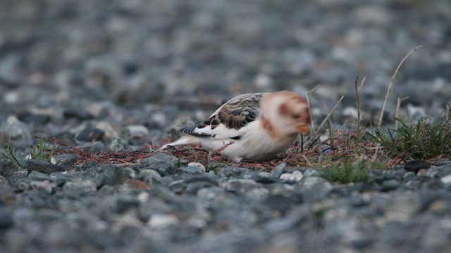 Snow Bunting - ML501589251