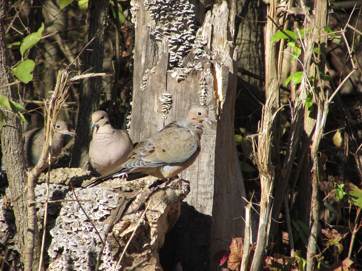 Mourning Dove - ML501594621