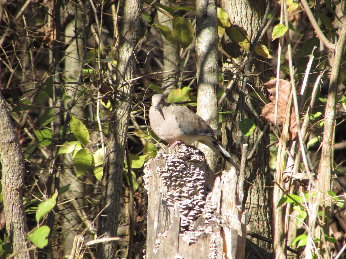 Mourning Dove - ML501594651