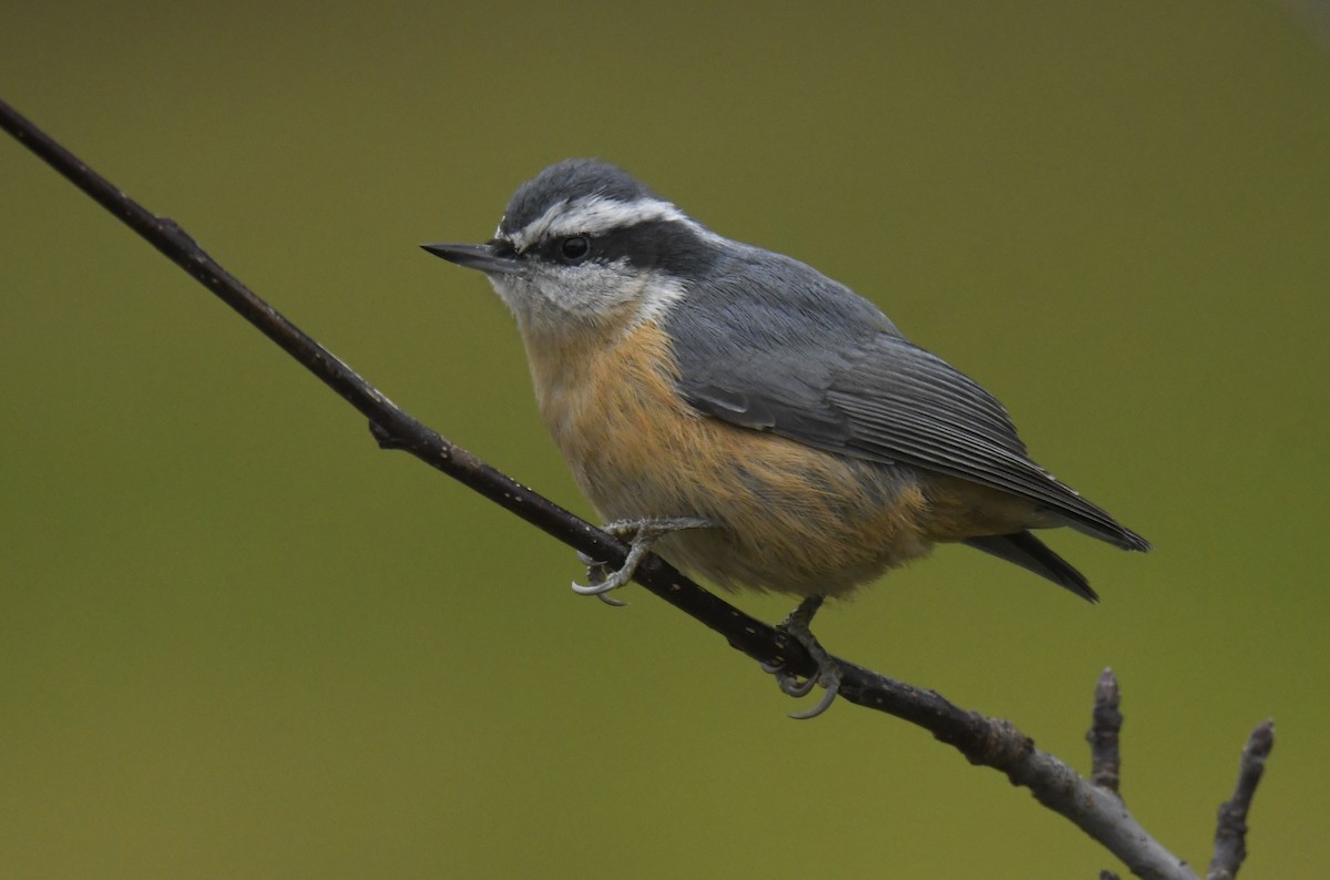 Red-breasted Nuthatch - ML501594751