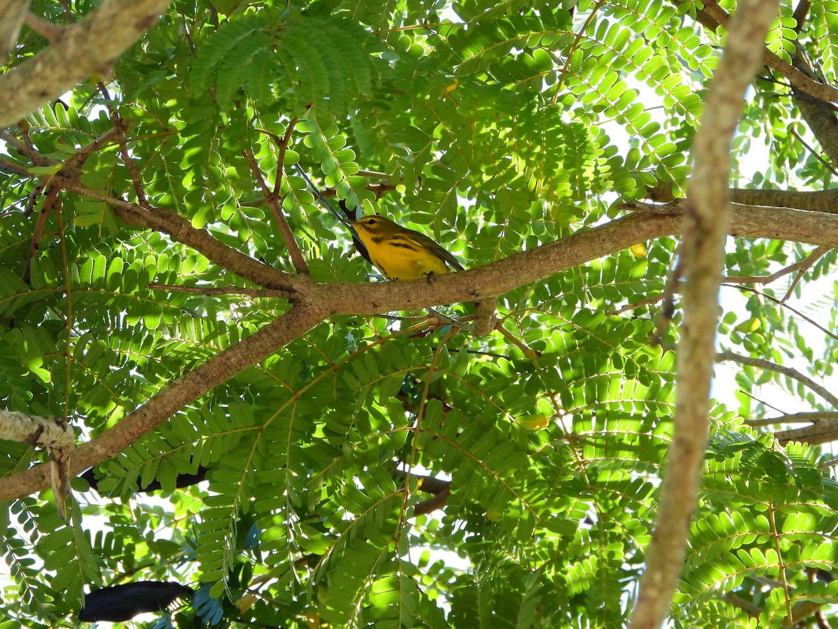 Prairie Warbler - ML501594801