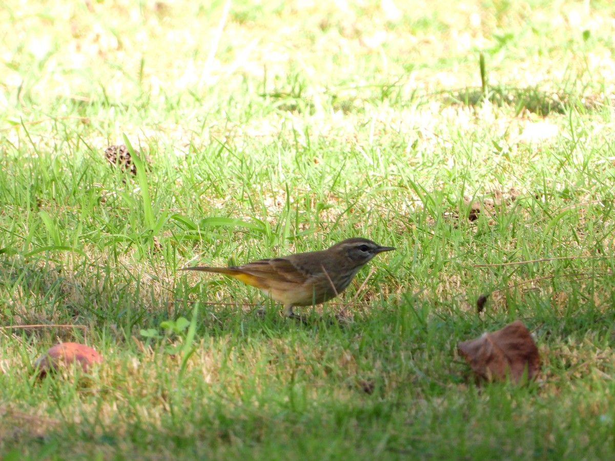 Palm Warbler - ML501595621