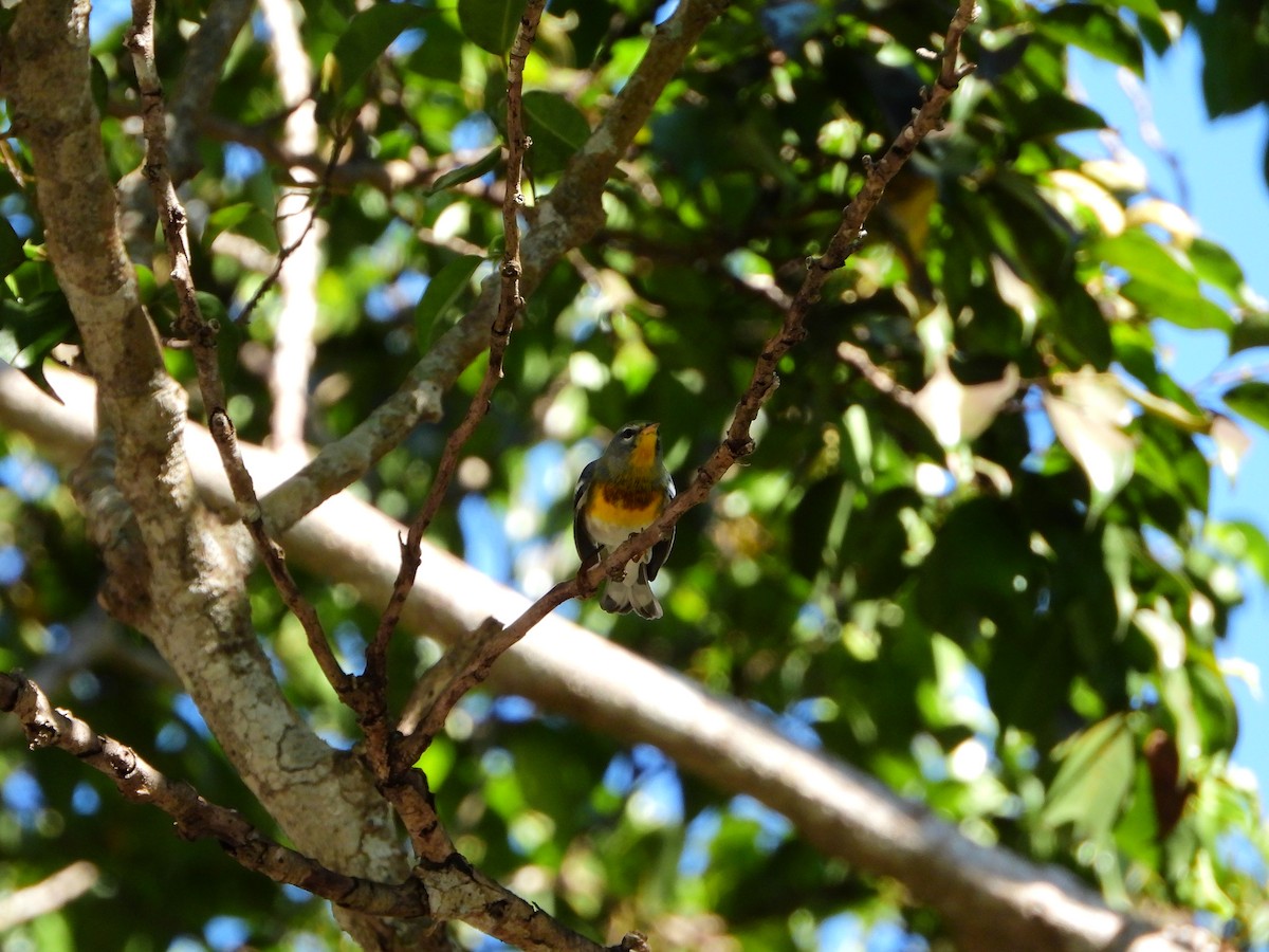 Northern Parula - ML501595881