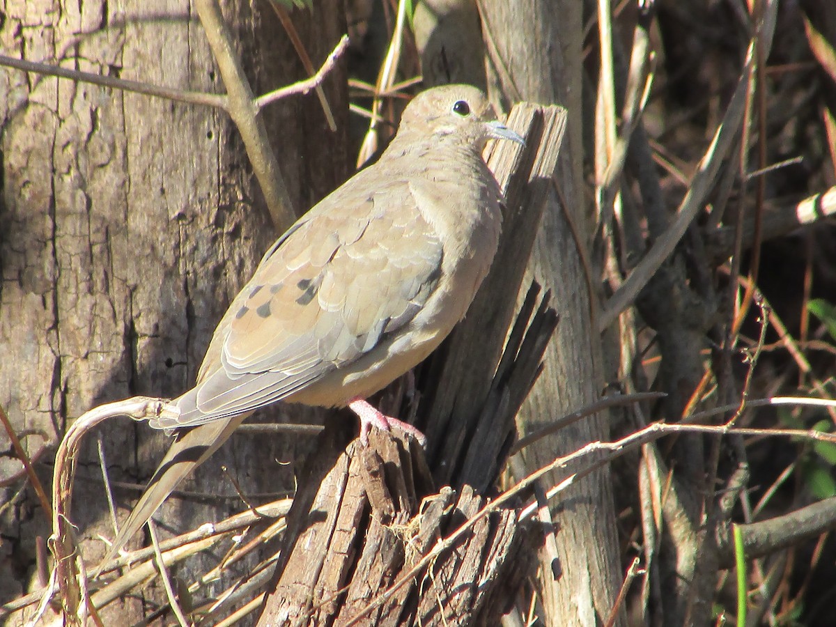 Mourning Dove - ML501596701