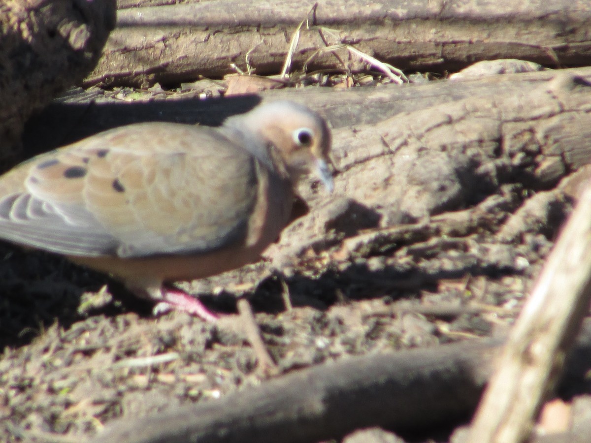 Mourning Dove - ML501596801