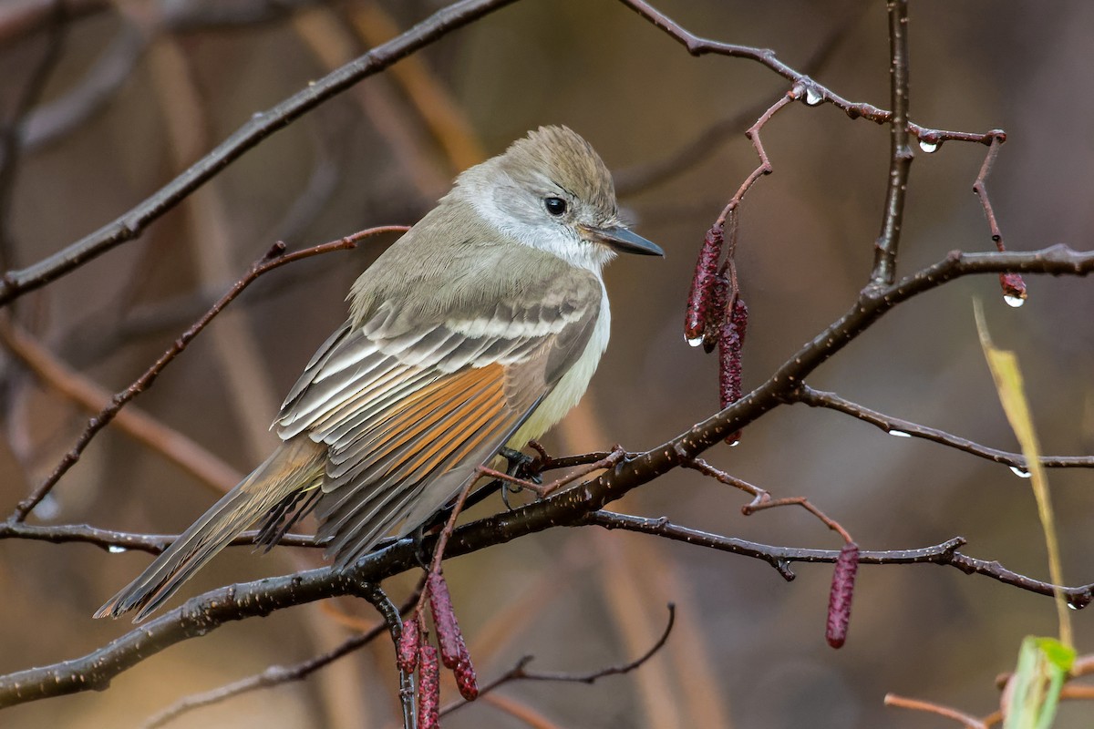 Ash-throated Flycatcher - ML501597241