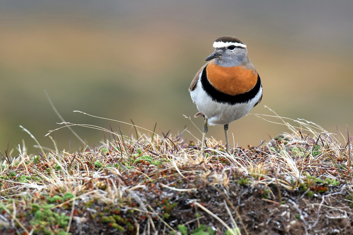 Rufous-chested Dotterel - Daniel López-Velasco | Ornis Birding Expeditions